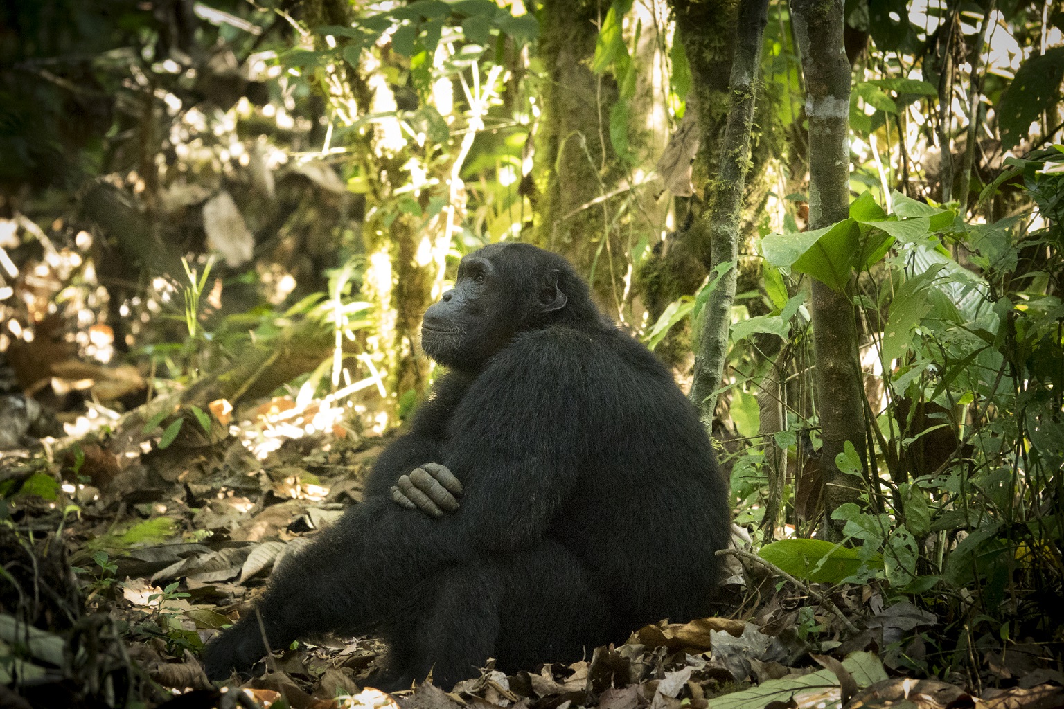 Chimp in the budongo forest Uganda named Sonso

IMAGE: JP 2017