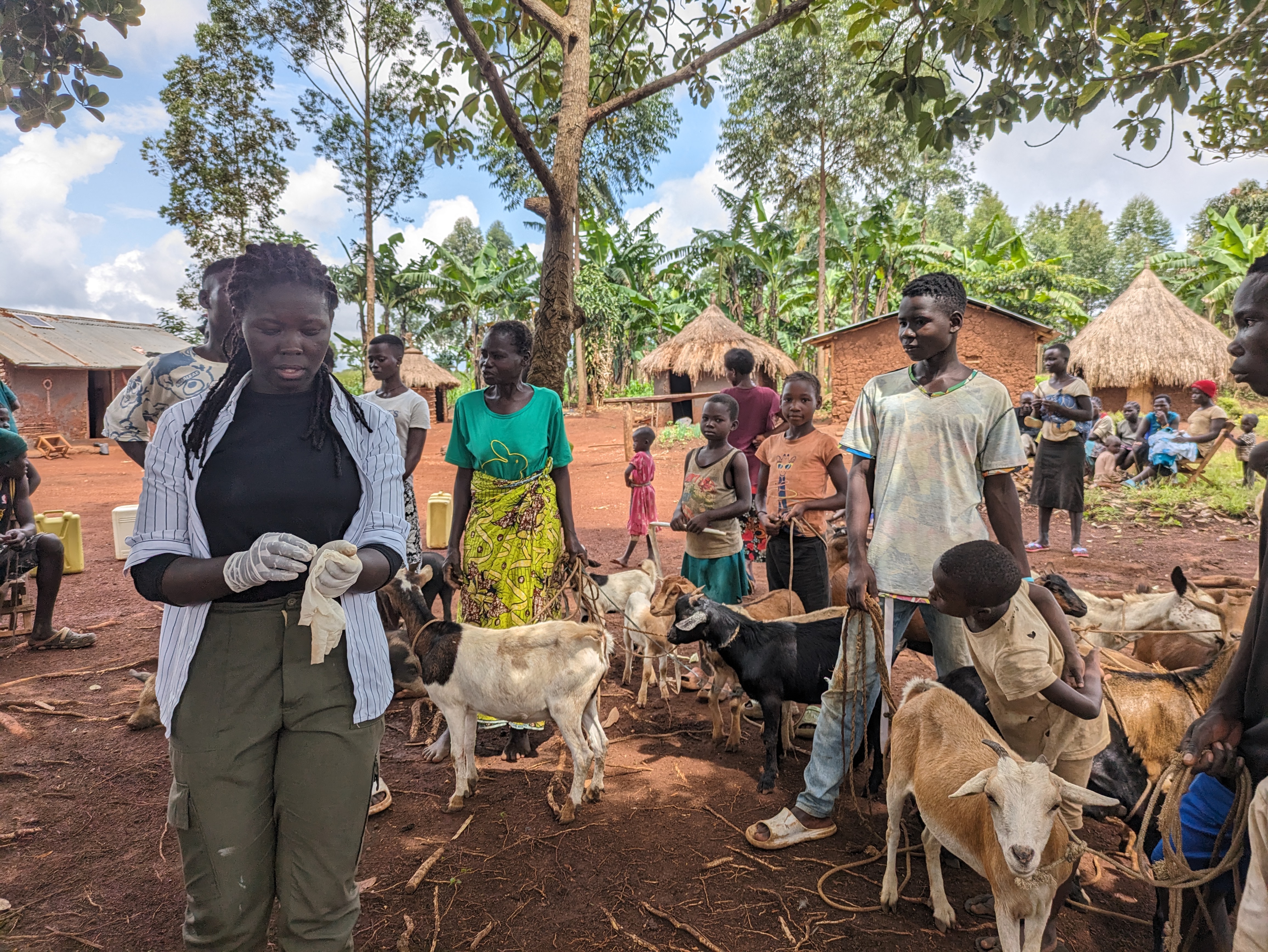 Vet team treating livestock IMAGE Laura Daniels 2024