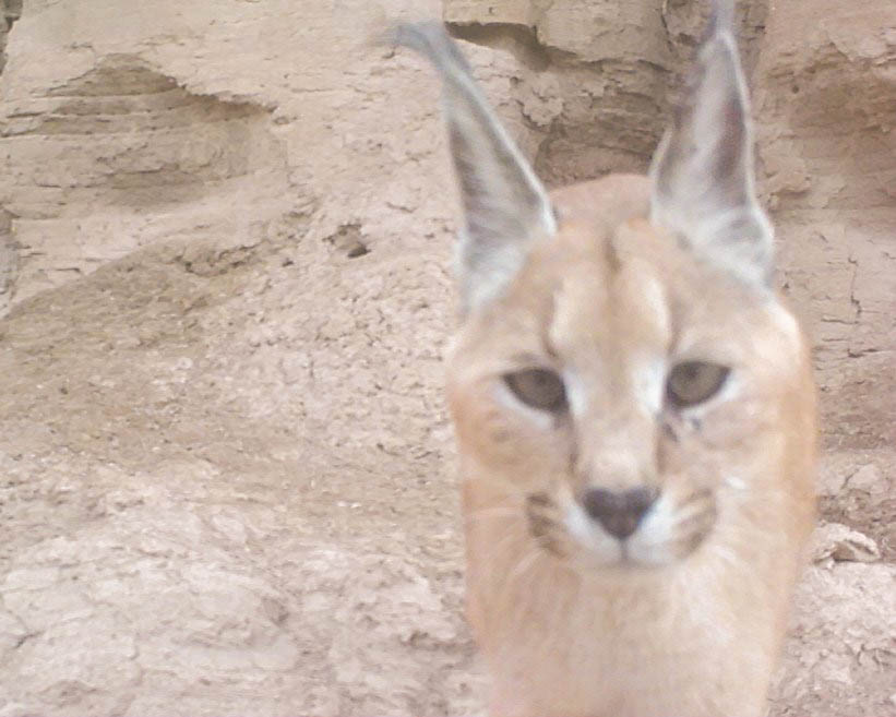 Caracal looking to camera IMAGE Team Bars Turkmenistan 2025
