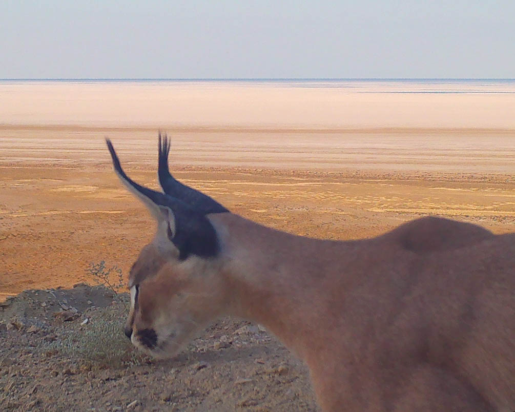 Caracal surveying its surroundings IMAGE Team Bars Turkmenistan 2025