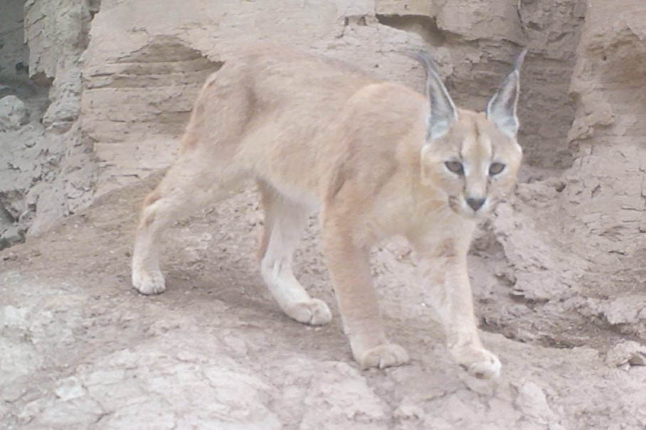 Caracal walking IMAGE Team Bars Turkmenistan 2025