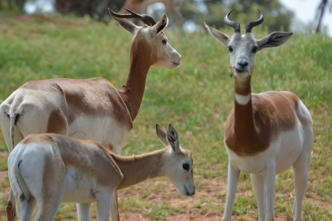Three Dama gazelle in the wild 

IMAGE: Pixabay