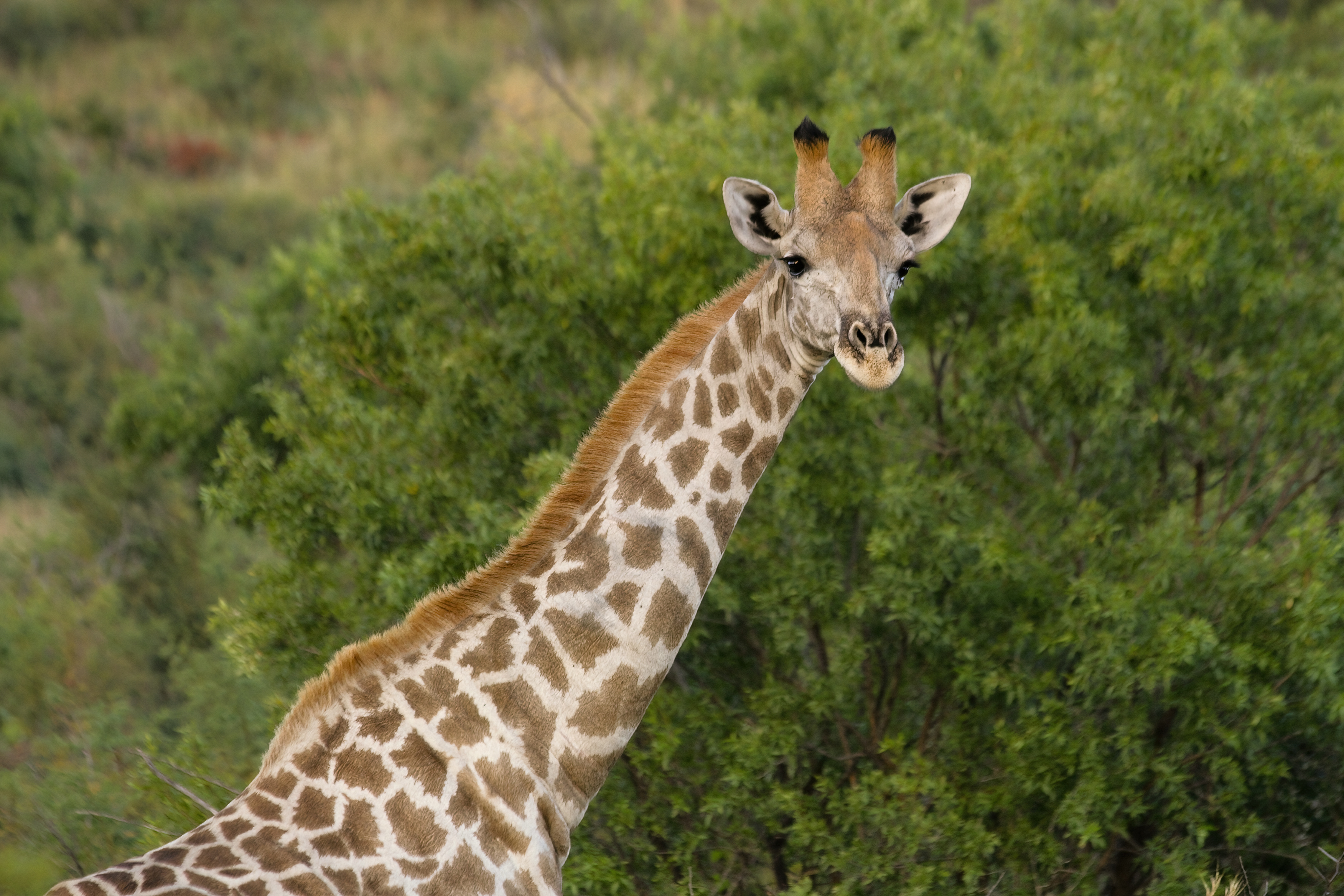 Giraffe in the wild IMAGE: Stock 2024