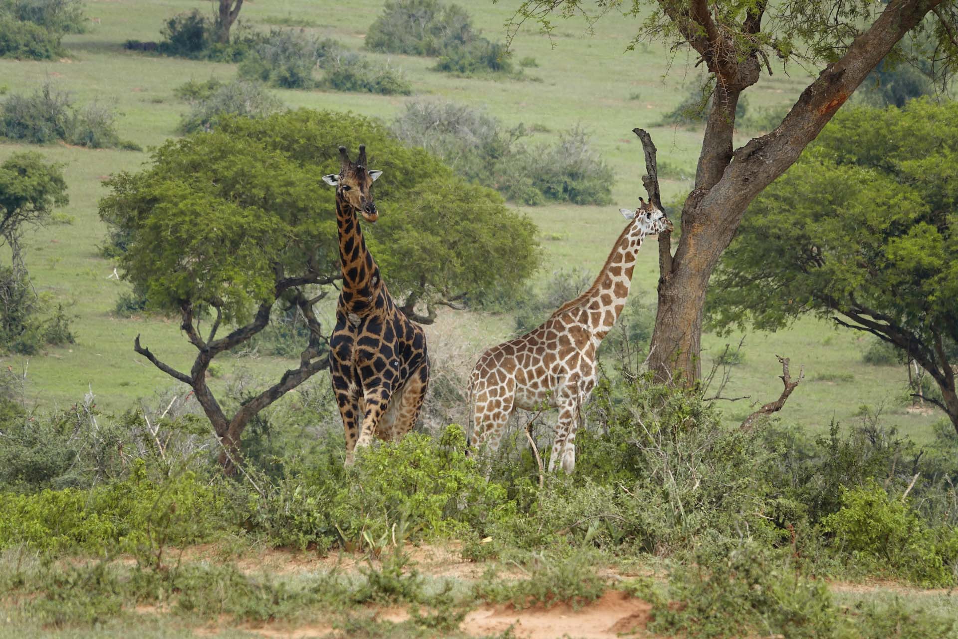 Giraffes in Uganda wild

IMAGE: Sarah Robinson 2017