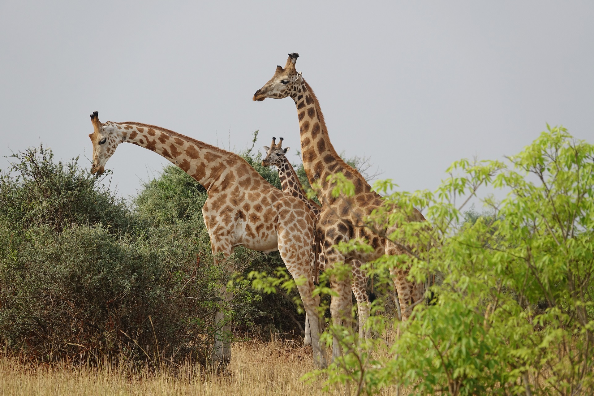 Murchison giraffe in the wild 

IMAGE: JP 2017