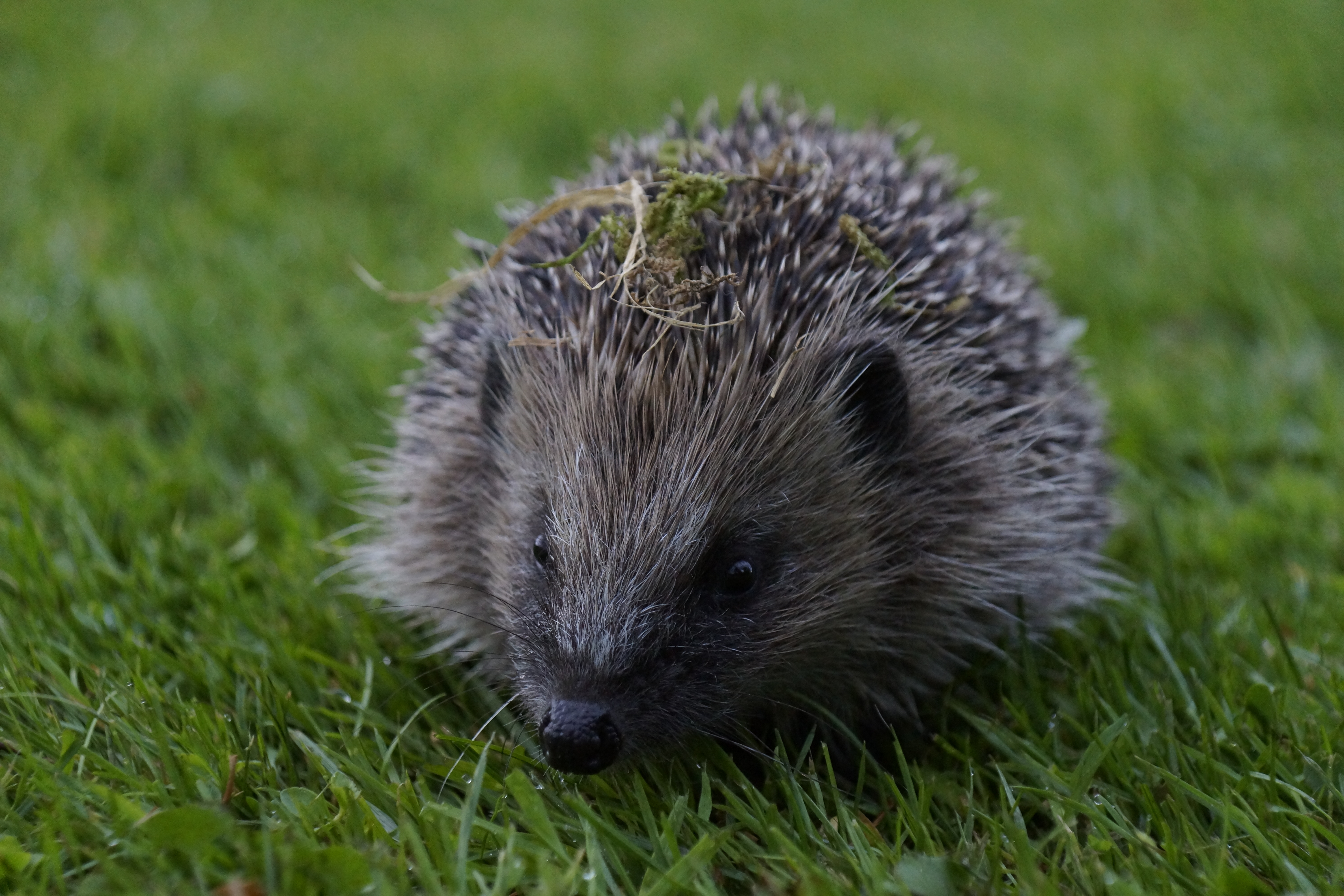 A native hedgehog IMAGE 2024 David Cooper