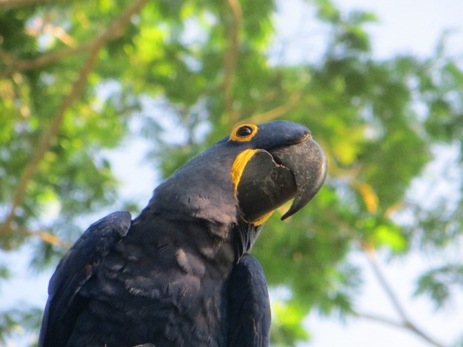 Hyacinth macaw IMAGE RZSS 2025