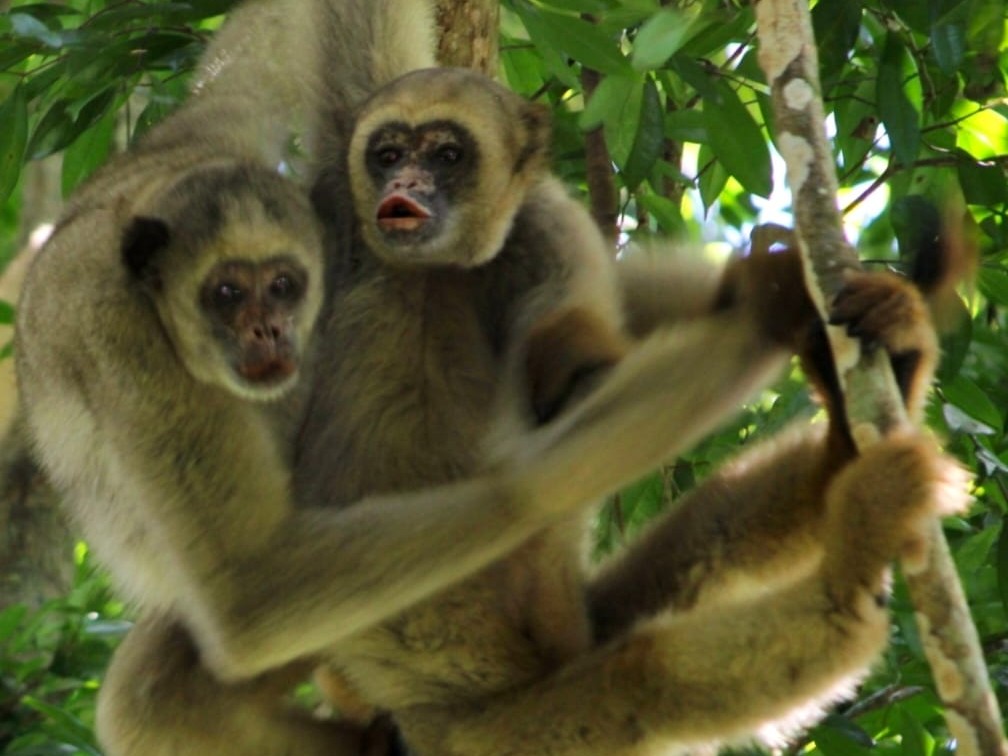 Northern muriquis IMAGE Ricardo Lana 2026