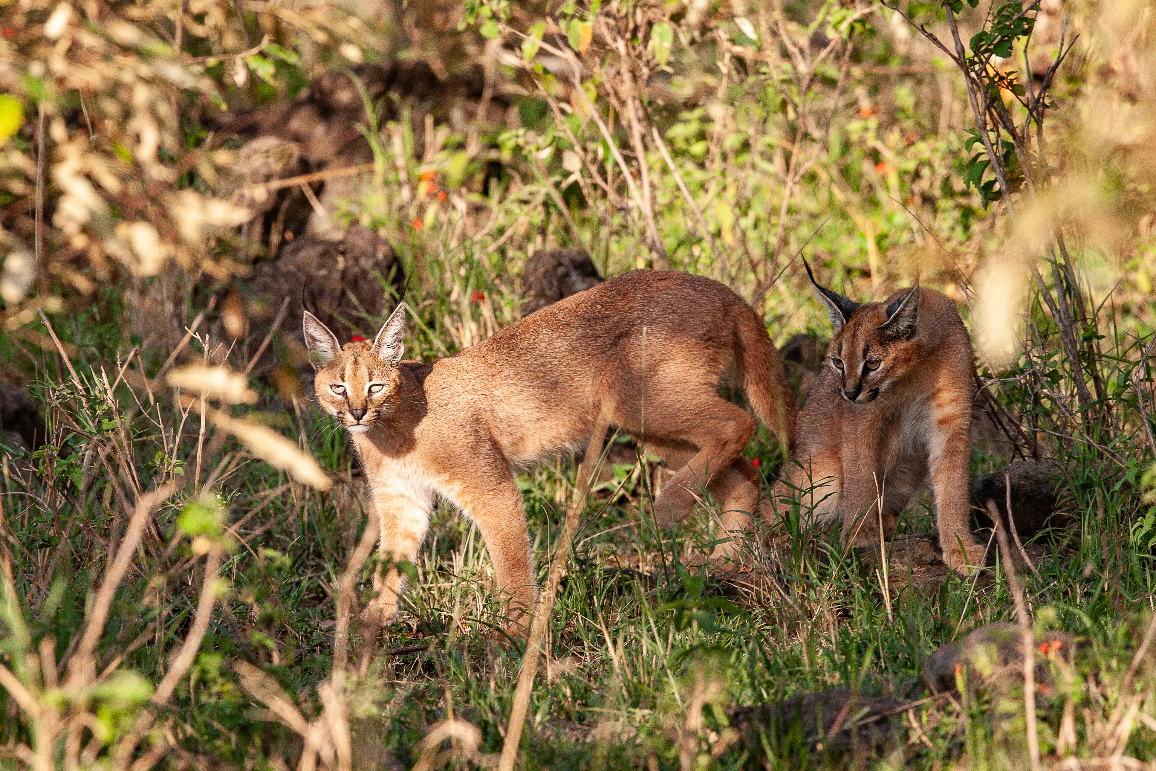 Caracal stock image IMAGE Adobe 2025