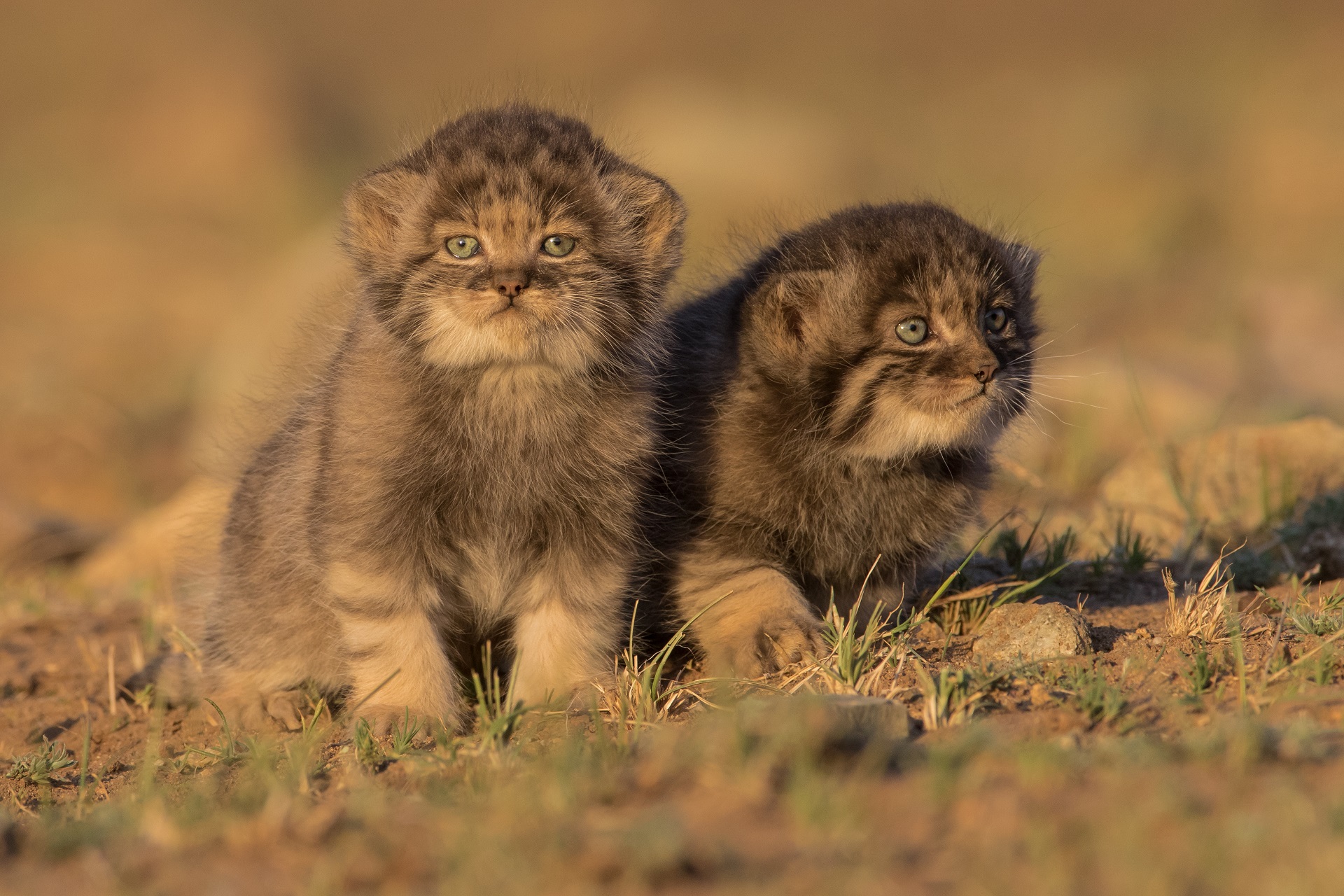 Pallas's cats in the wild

IMAGE: Otgonbayar