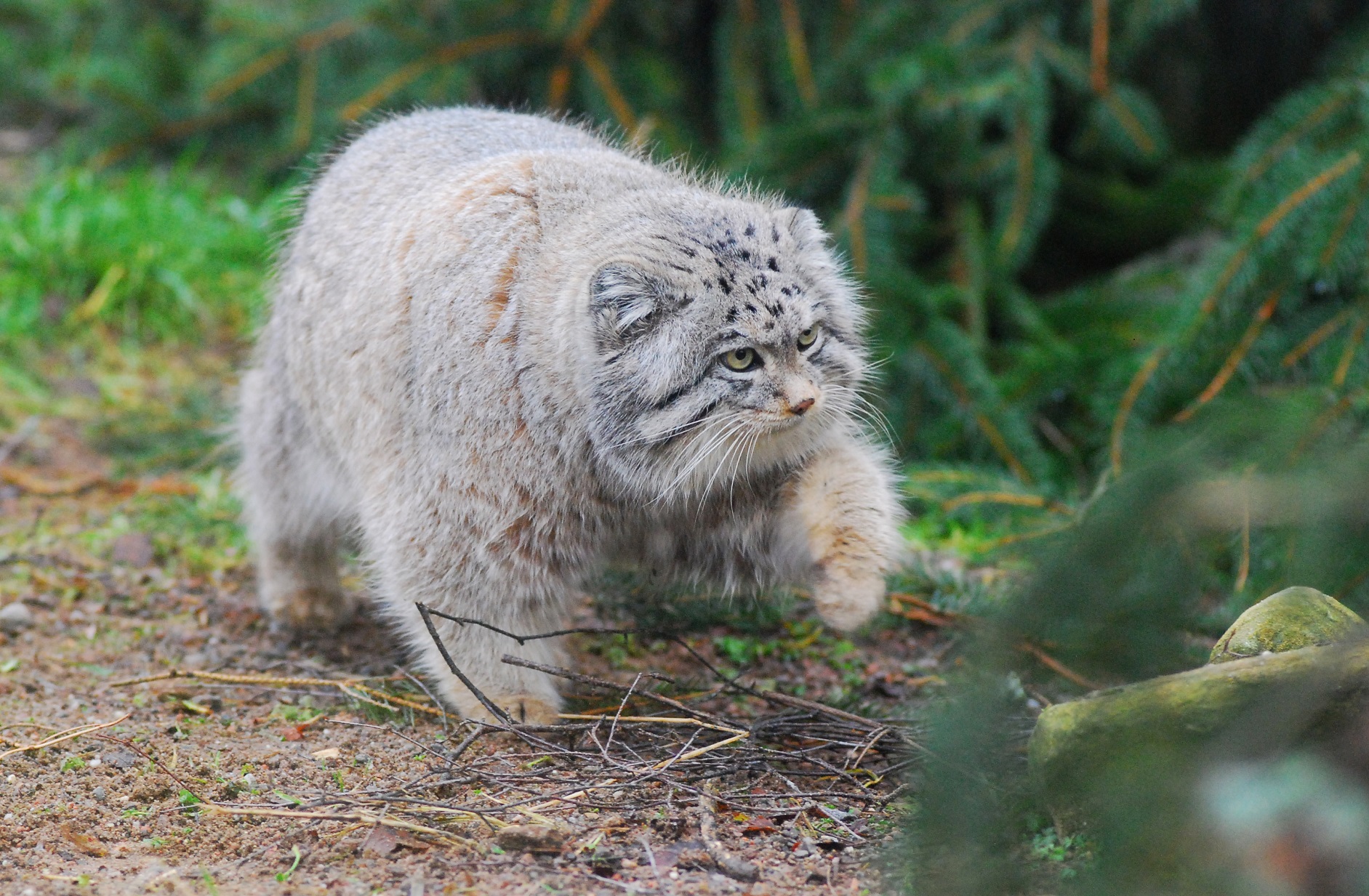 Pallas's cat

IMAGE: JP Orsi