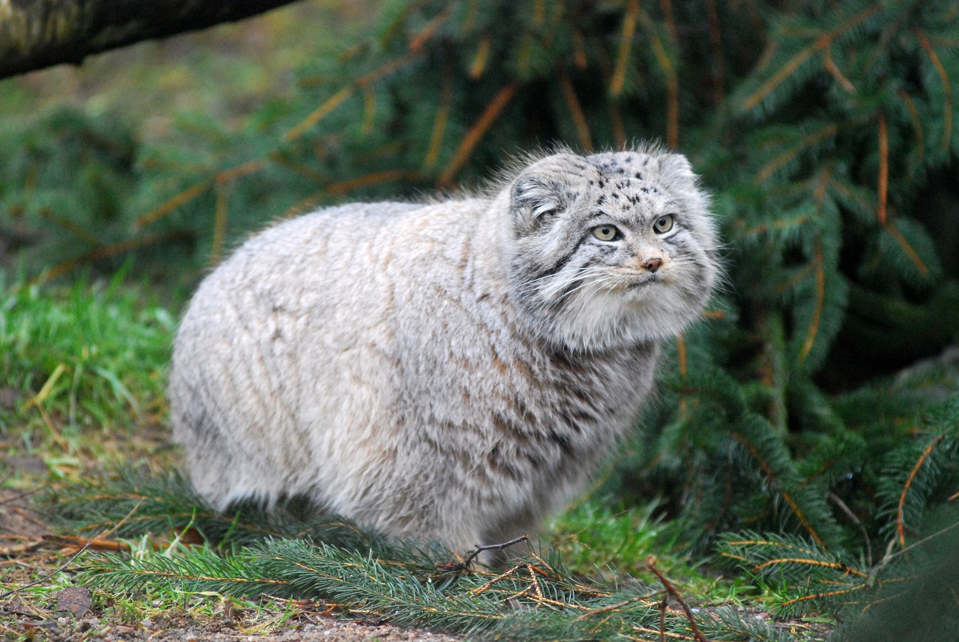 Pallas s Cat RZSS