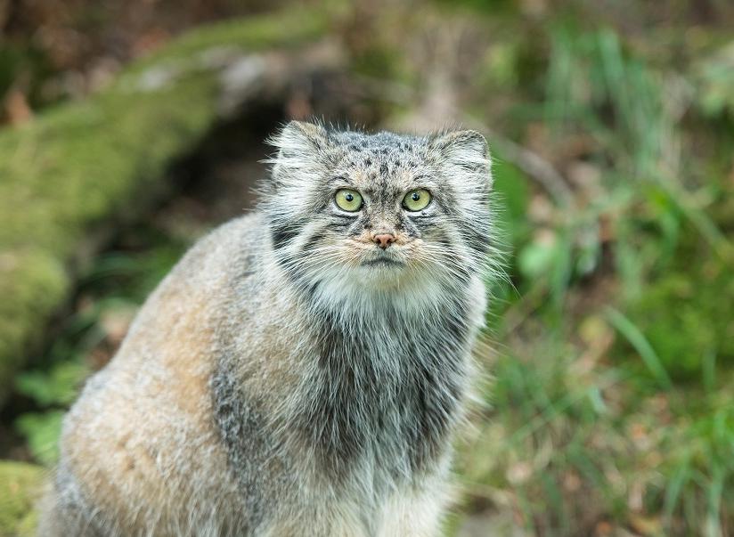 Pallas's cat on a log IMAGE: Norden's Ark 2023