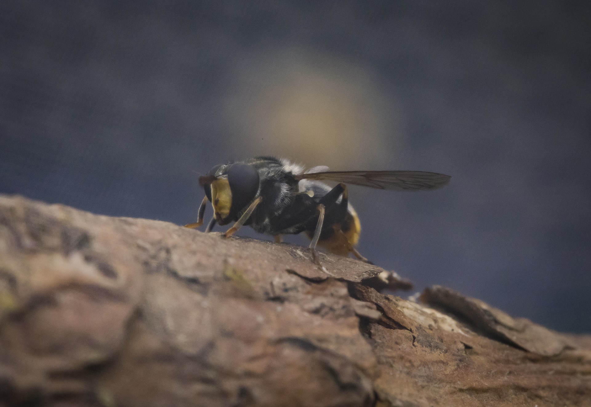 Pine hoverfly

IMAGE: JP 2019