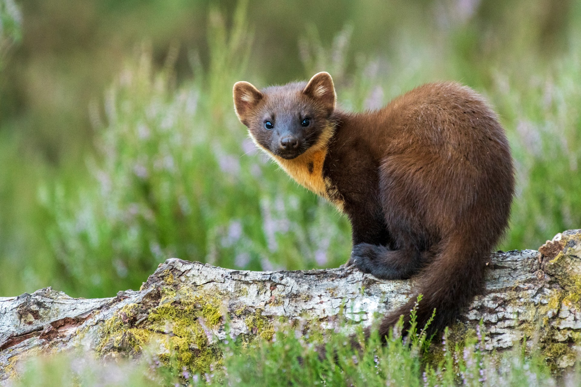 A pine marten in the wild IMAGE RZSS 2025