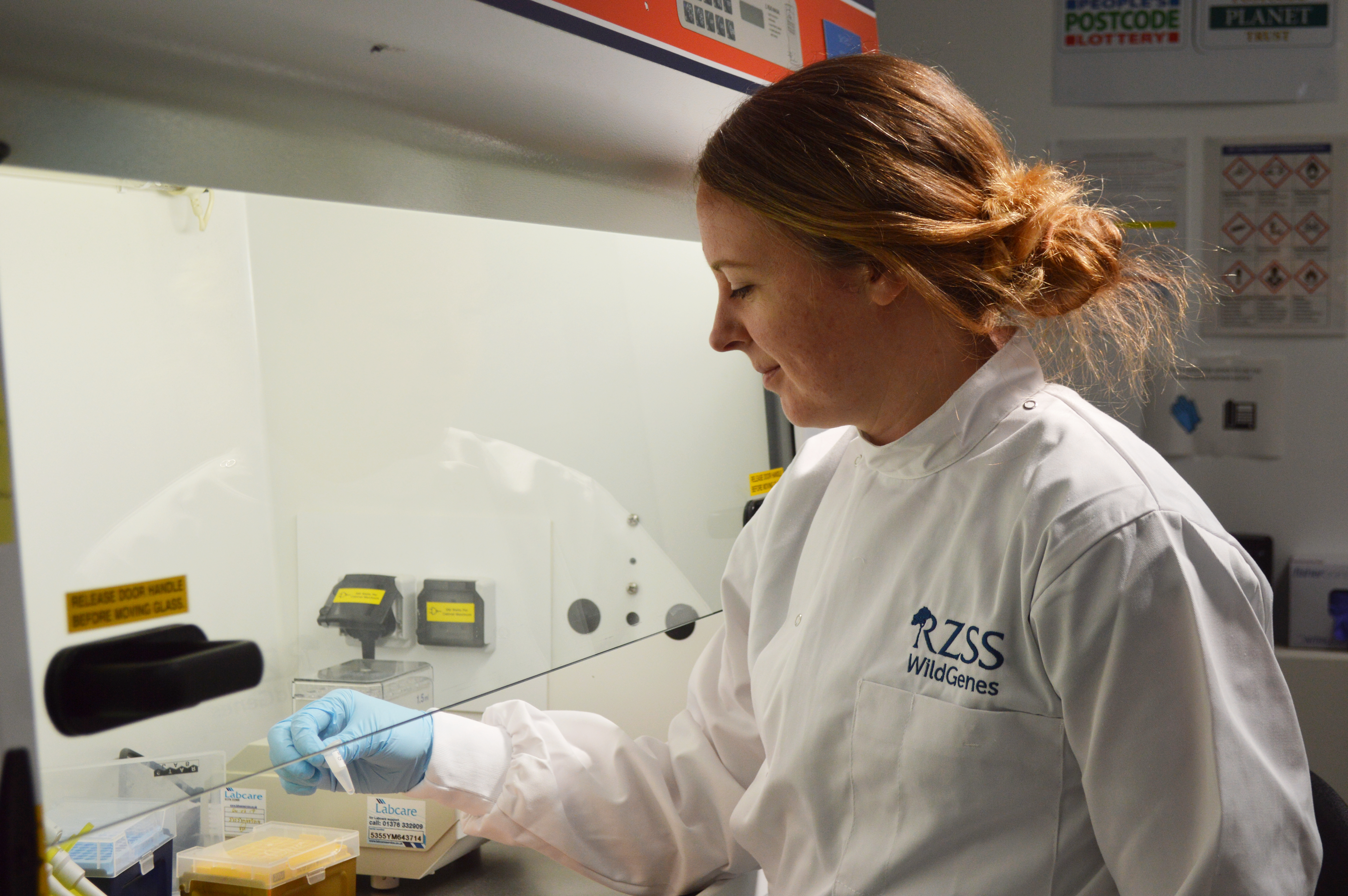 Photo of Liz Heap in RZSS WildGenes laboratory IMAGE RZSS 2024