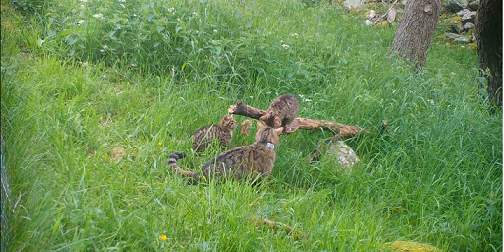 Female wildcat with kittens in the wild IMAGE: Saving Wildcats/RZSS 2024