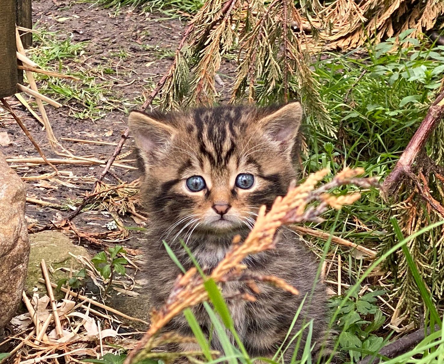 Wildcat kitten in Saving Wildcats CBRC

Image: SW 2025