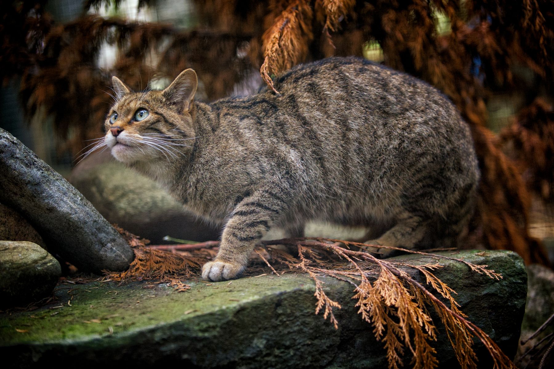 A wildcat in the breeding for release centre, based at Highland Wildlife Park. It is crouched and looking at something, as though ready to pounce. The centre is operated by Saving Wildcats. Image taken in 2025. CREDIT RZSS 