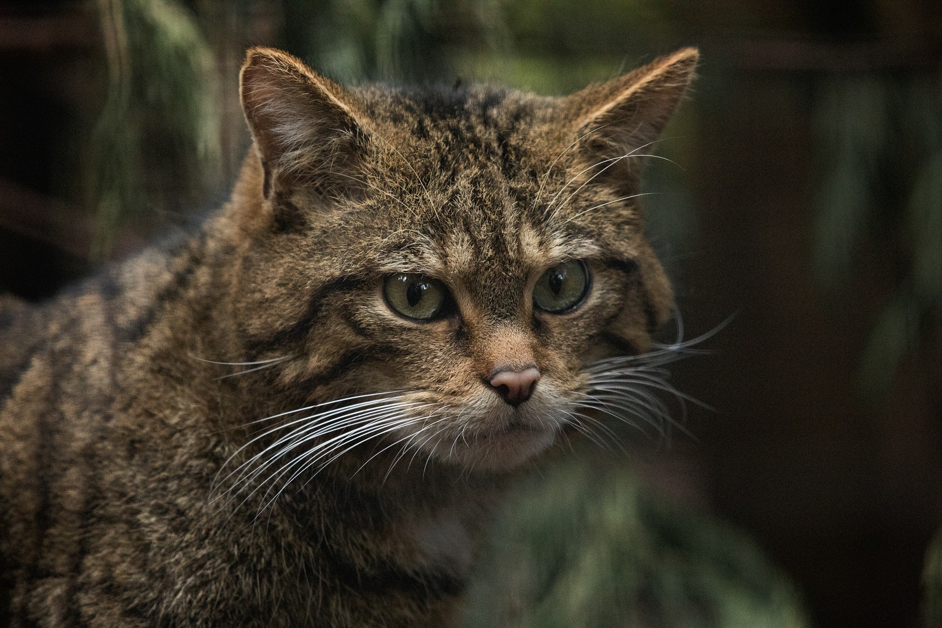 European Wildcat RZSS