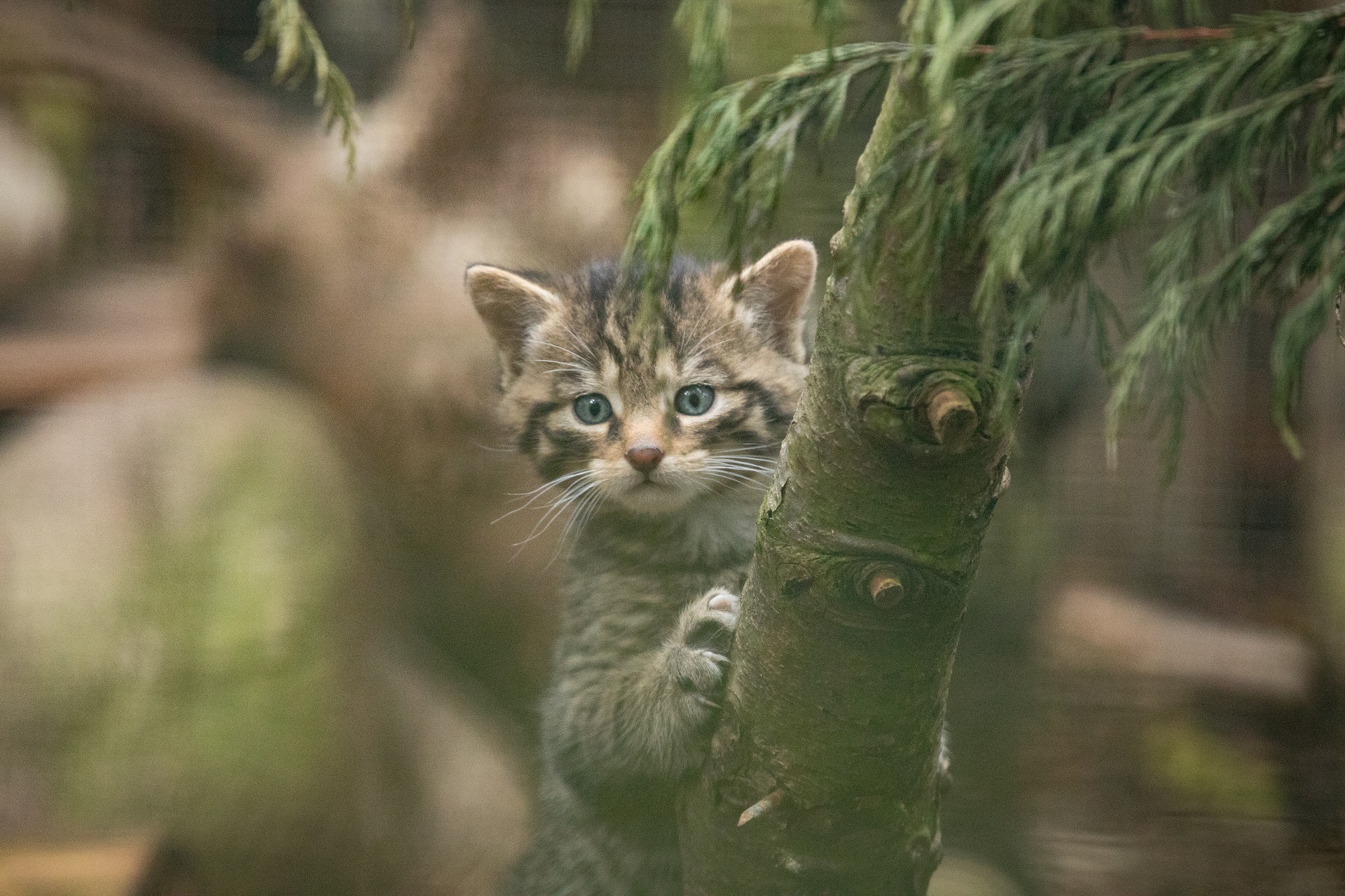 Wildcat

IMAGE: Sian Addison