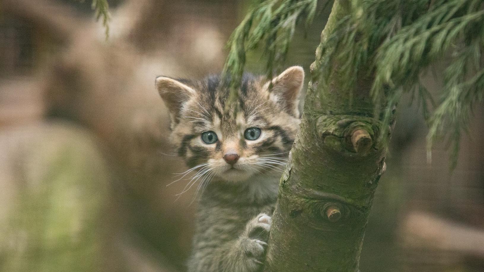 Wildcat
IMAGE: Sian Addison