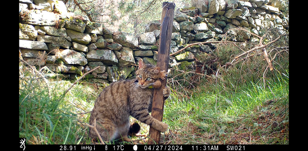 Wildcat camera trap still IMAGE: Saving Wildcats/RZSS 2024