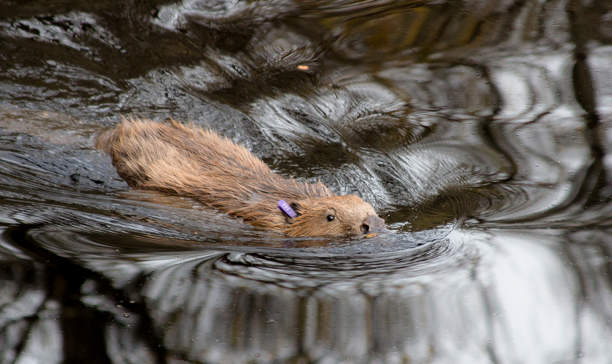Beaver swimming 

IMAGE: Scottish Beavers