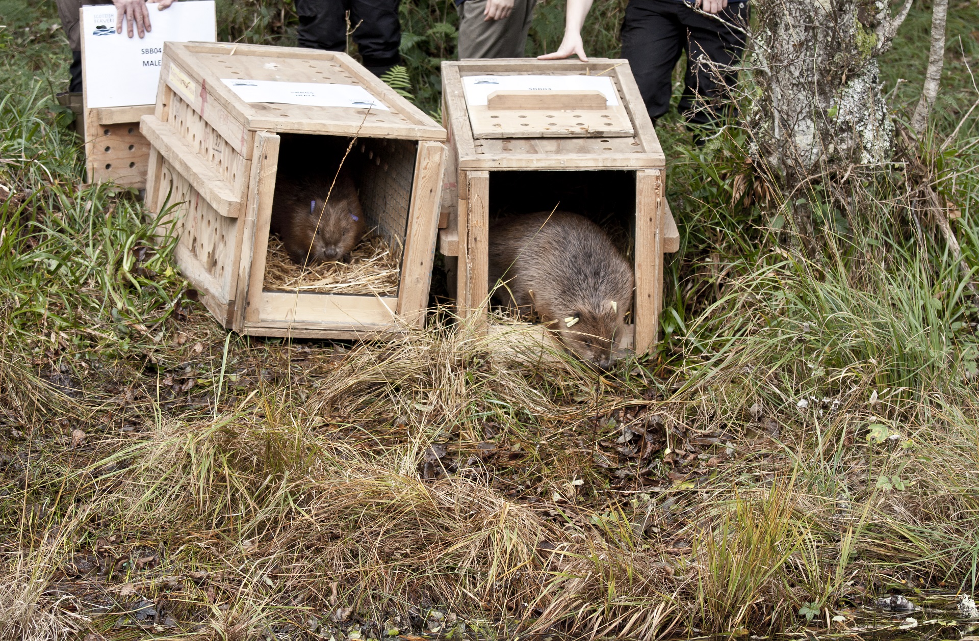 Beavers being released into wild

IMAGE: Scottish Beavers Reinforcement