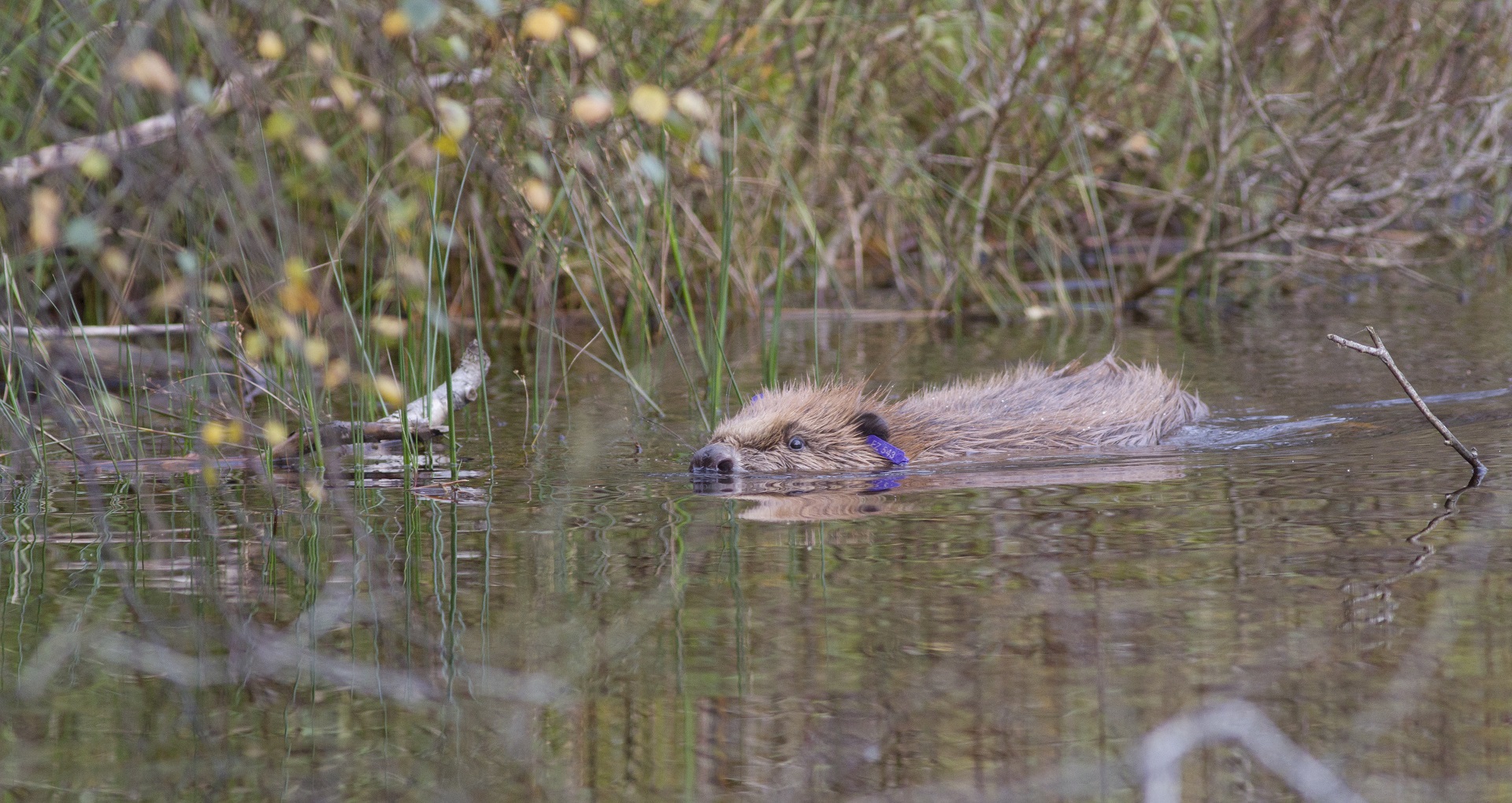 Beavers being released into wild

IMAGE: Scottish Beavers Reinforcement