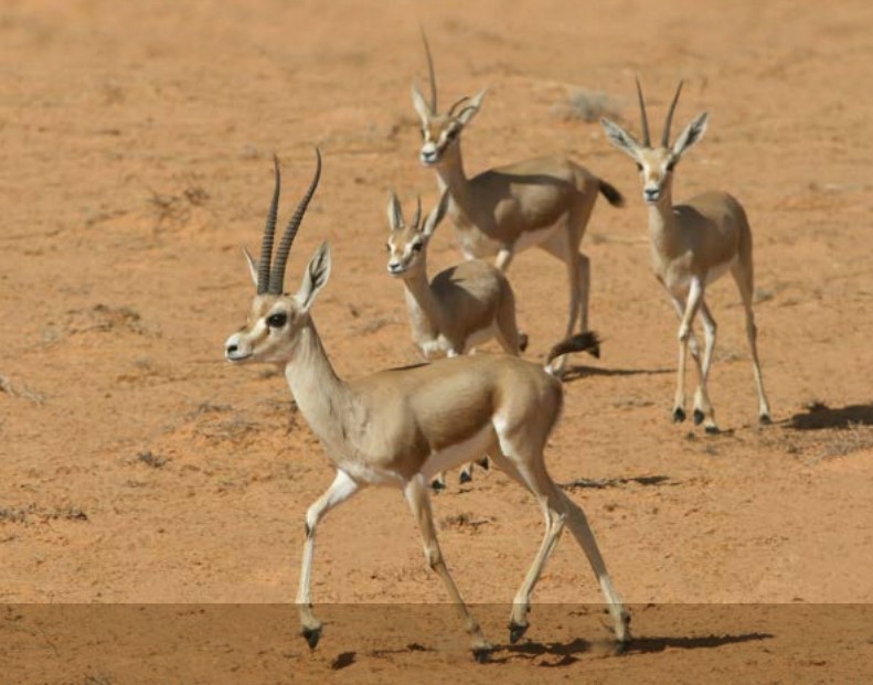 Slender-horned gazelles IMAGE Renata Molcanova 2020