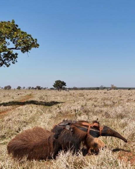 Giant anteater IMAGE Mario Alves for ICAS