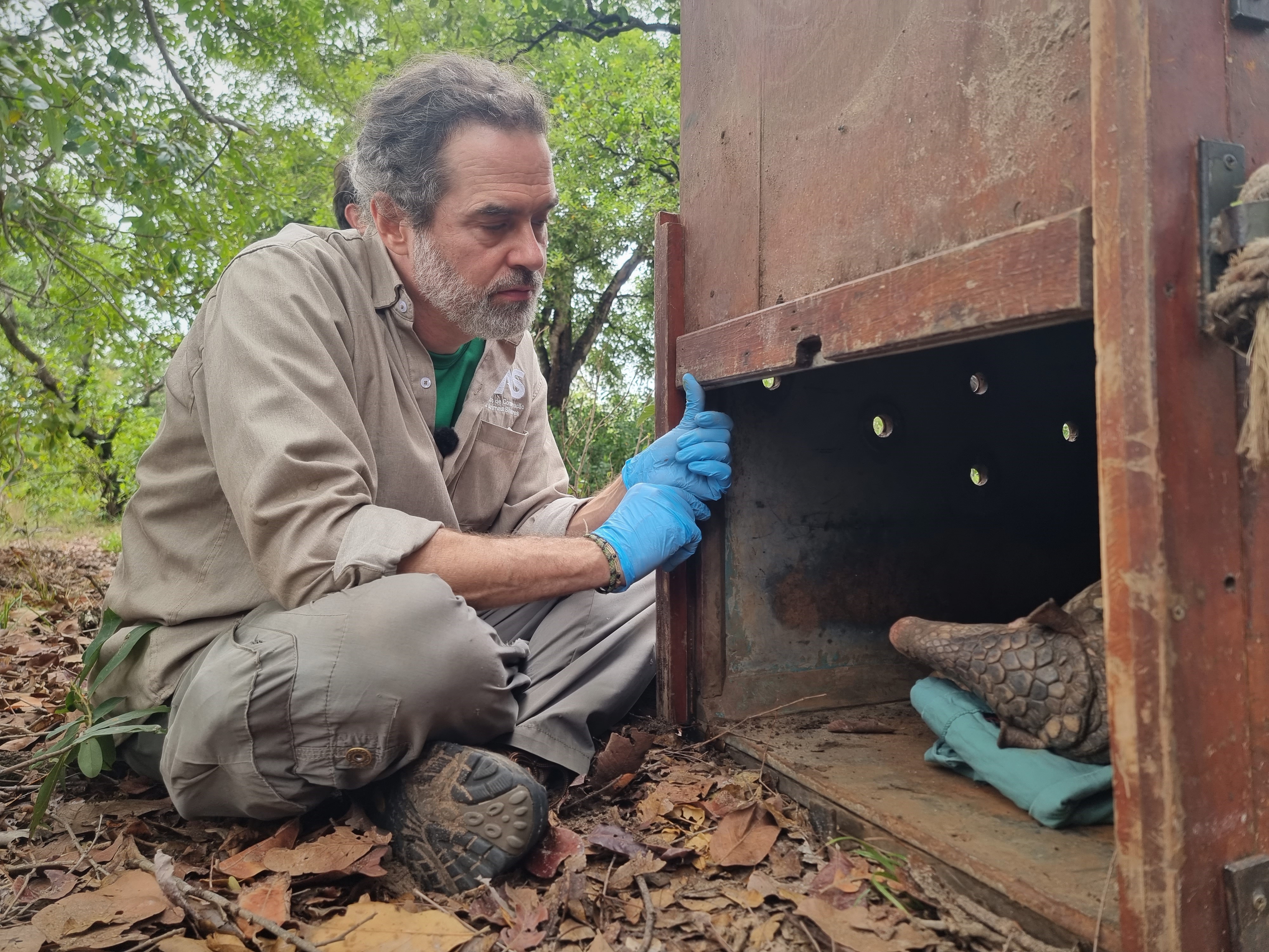 Dr Arnaud Desbiez checking on Gala after her health check up in the Pantanal, Brazil IMAGE: ICAS 2022
