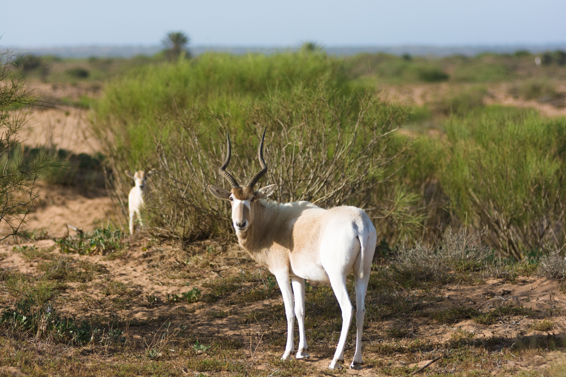 Addax and lamb

IMAGE: Sappheiros