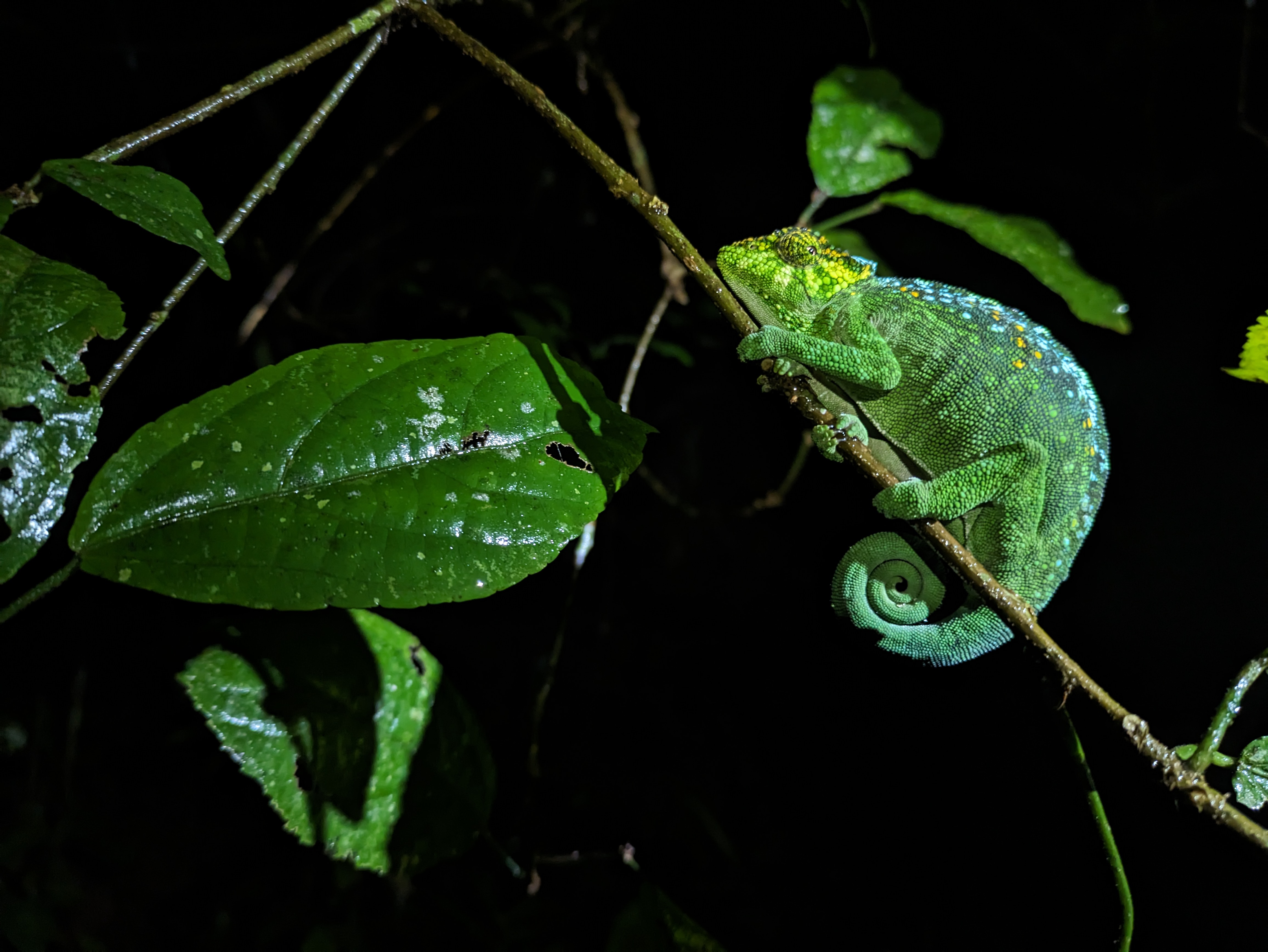 Chameleon found by BCFS survey team IMAGE: BCFS