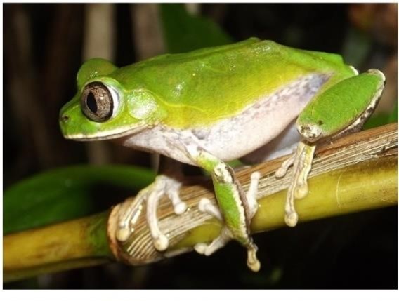 Frog found by BCFS survey team IMAGE: BCFS