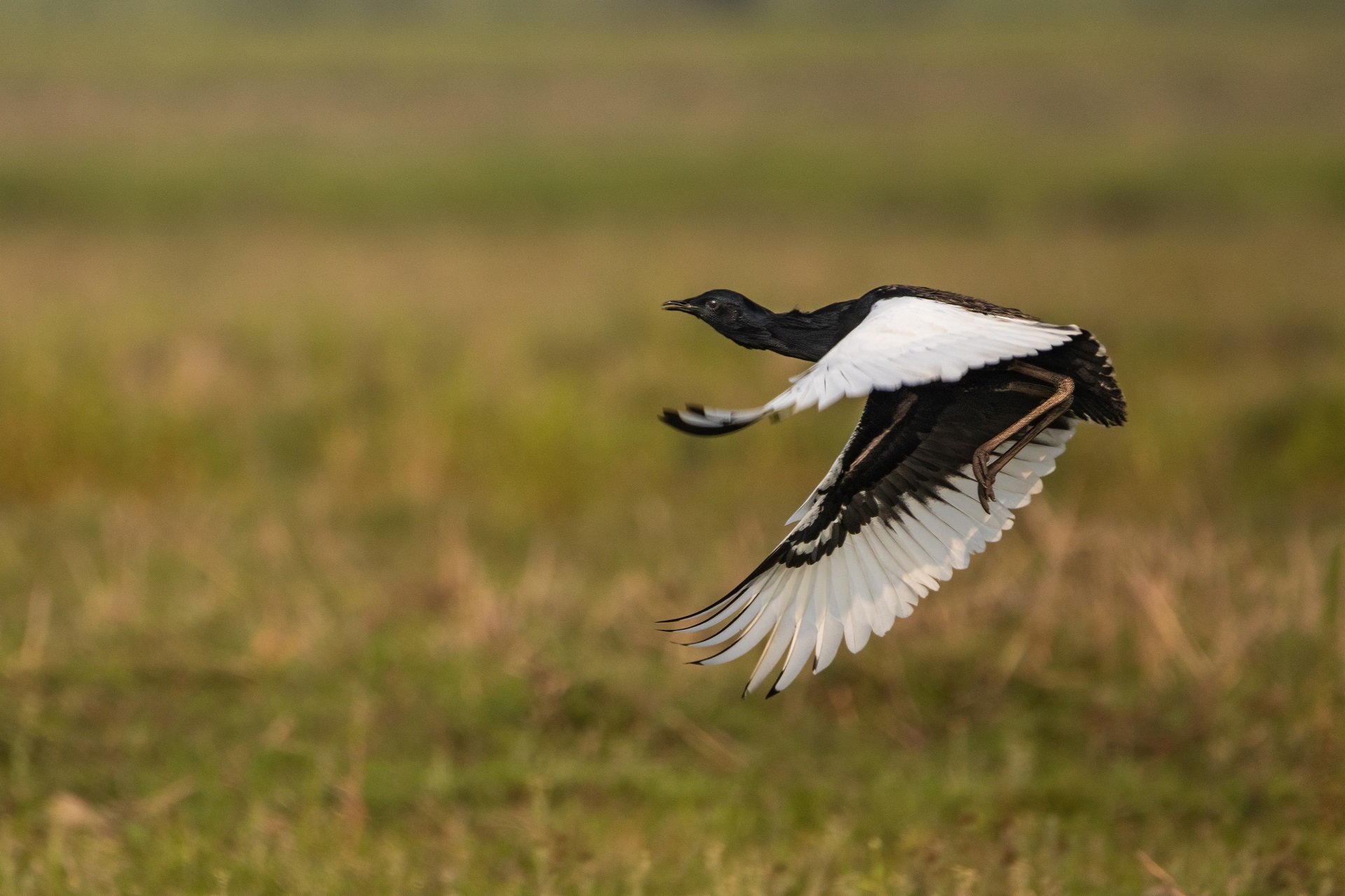 Flying Bengal florican

IMAGE: Sura Jeet