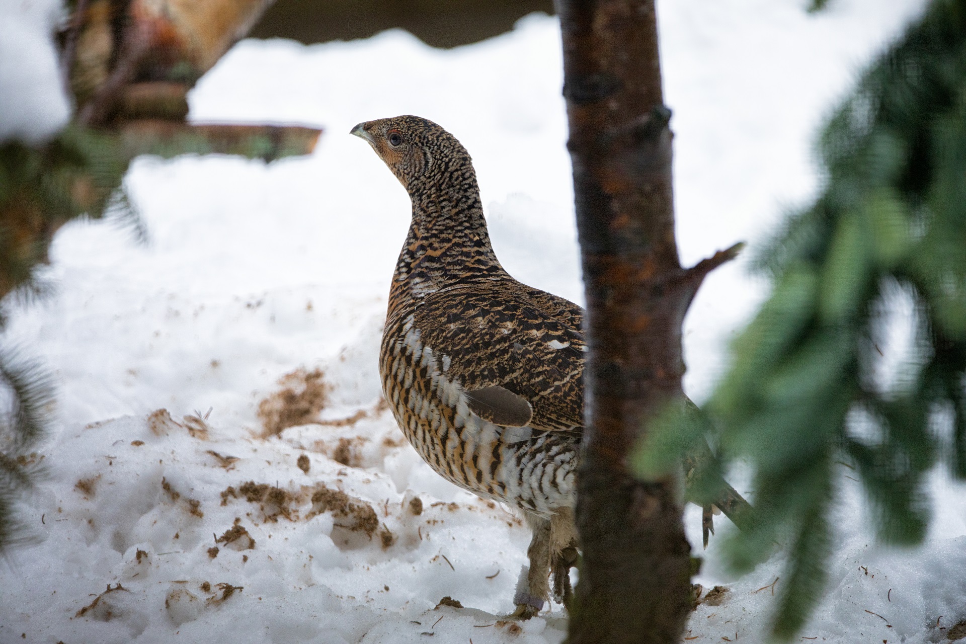 Female capercaillie 

IMAGE: JP Orsi 2017
