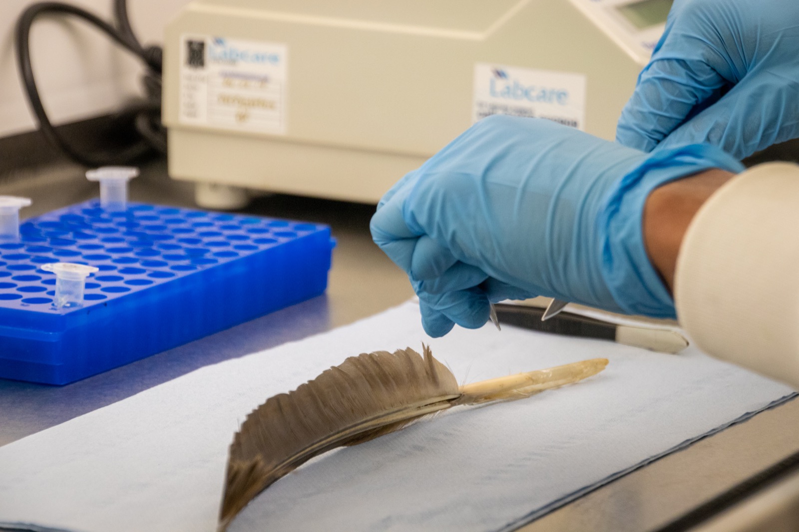 Capercaillie feather being worked on in the WildGenes lab 

IMAGE: Jess Wise 2021