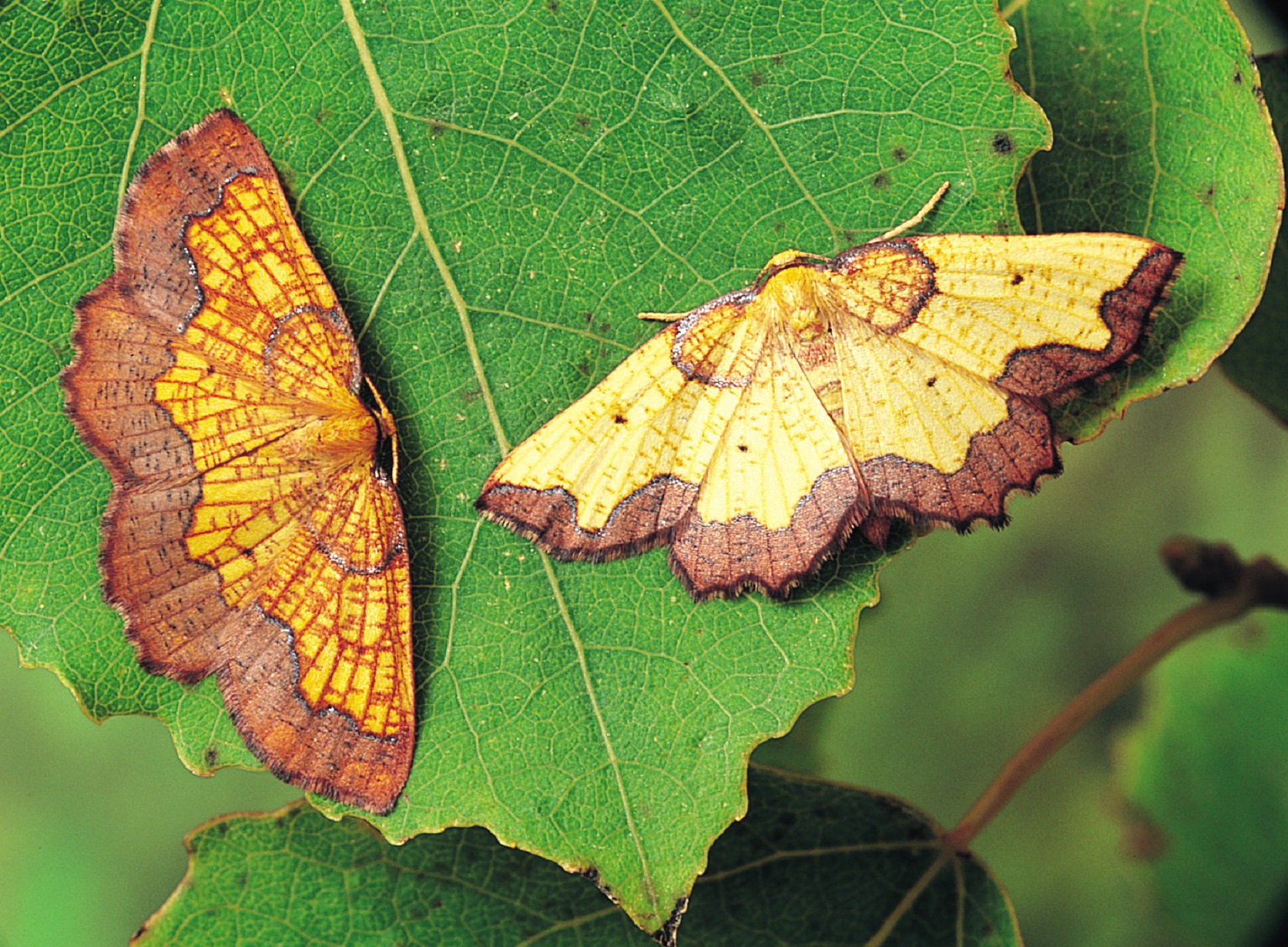 Dark Bordered Beauty moths 

IMAGE: Roy Leverton Butterfly Conservation