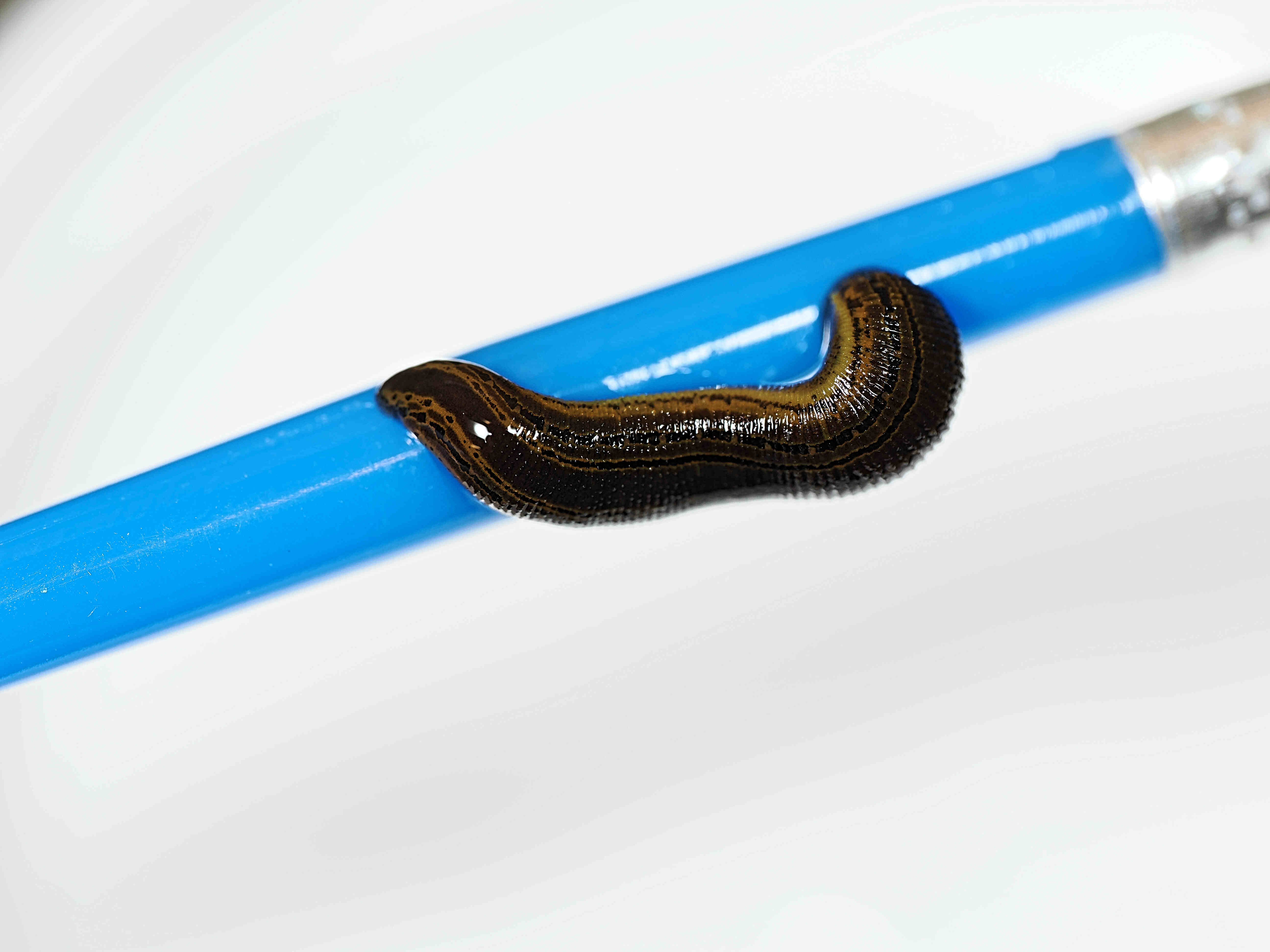 A baby leech lying on a pencil for scale IMAGE RZSS 2024