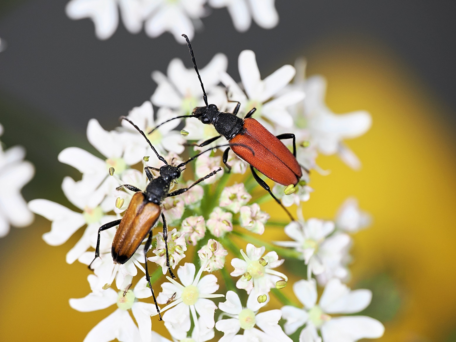 Two blood red longhorn beetles IMAGE: Amy Middleton 2024