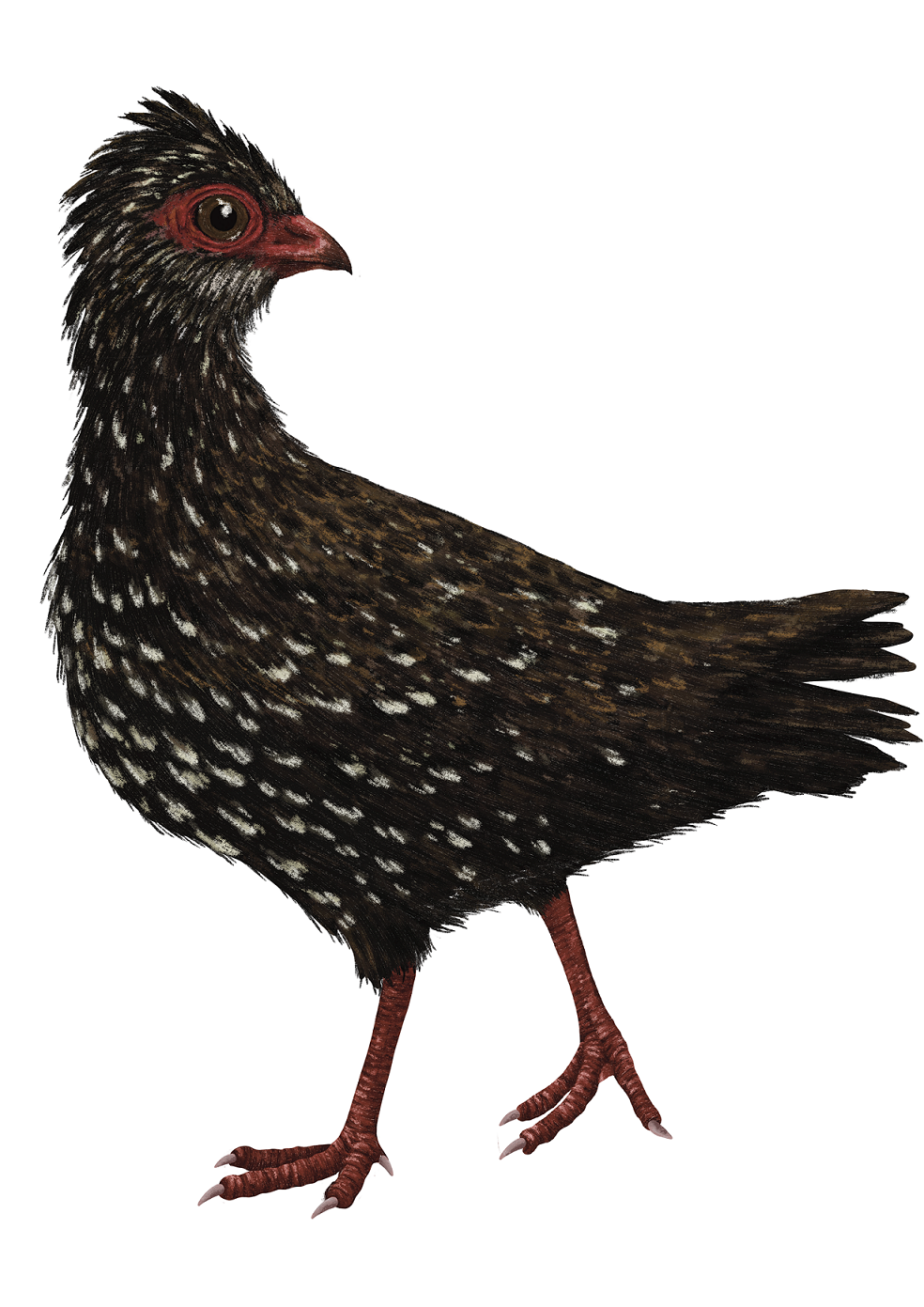 Nahan's partridge drawing 

IMAGE: Ferne Creative