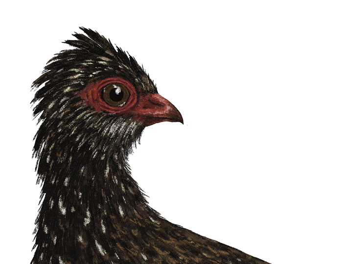 Nahan's partridge drawing 

IMAGE: Ferne Creative