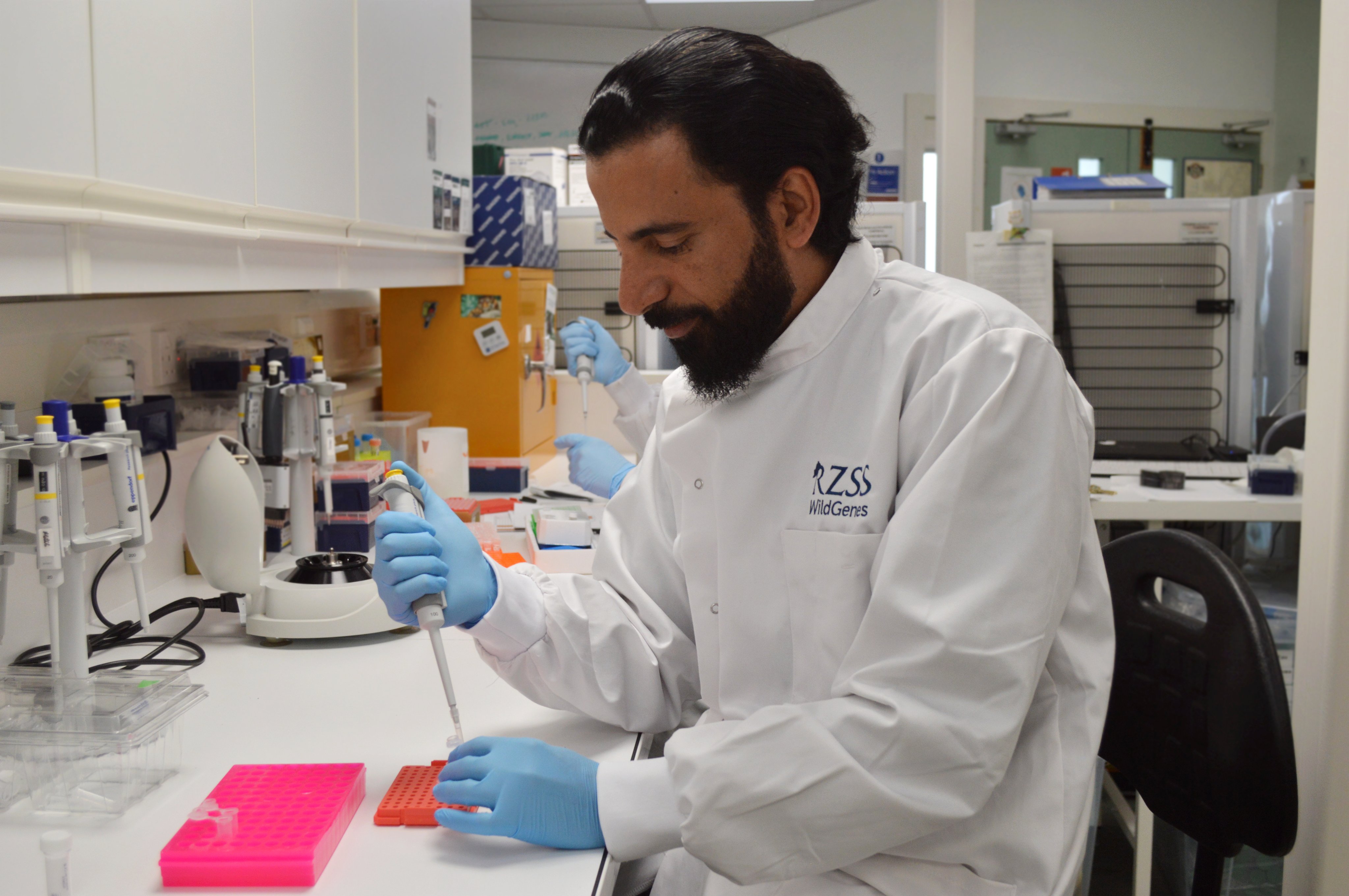 Dr Mataab Al Ghafri in the RZSS WildGenes lab IMAGE: RZSS 2024