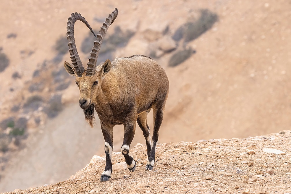 Nubian ibex IMAGE: STOCK 2024