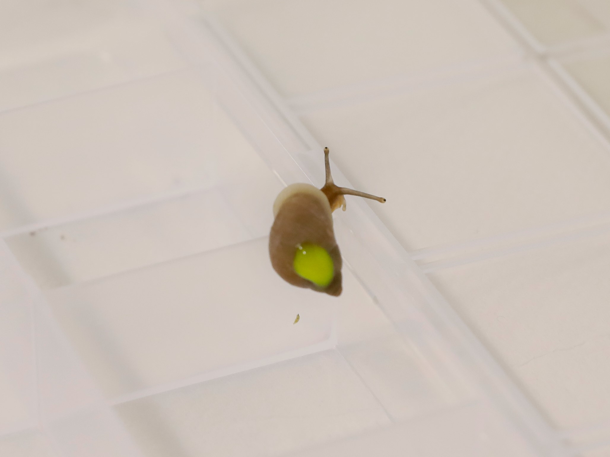 Partula snail with yellow UV paint on it's shell ahead of releases in Tahiti IMAGE: Laura Moore 2024