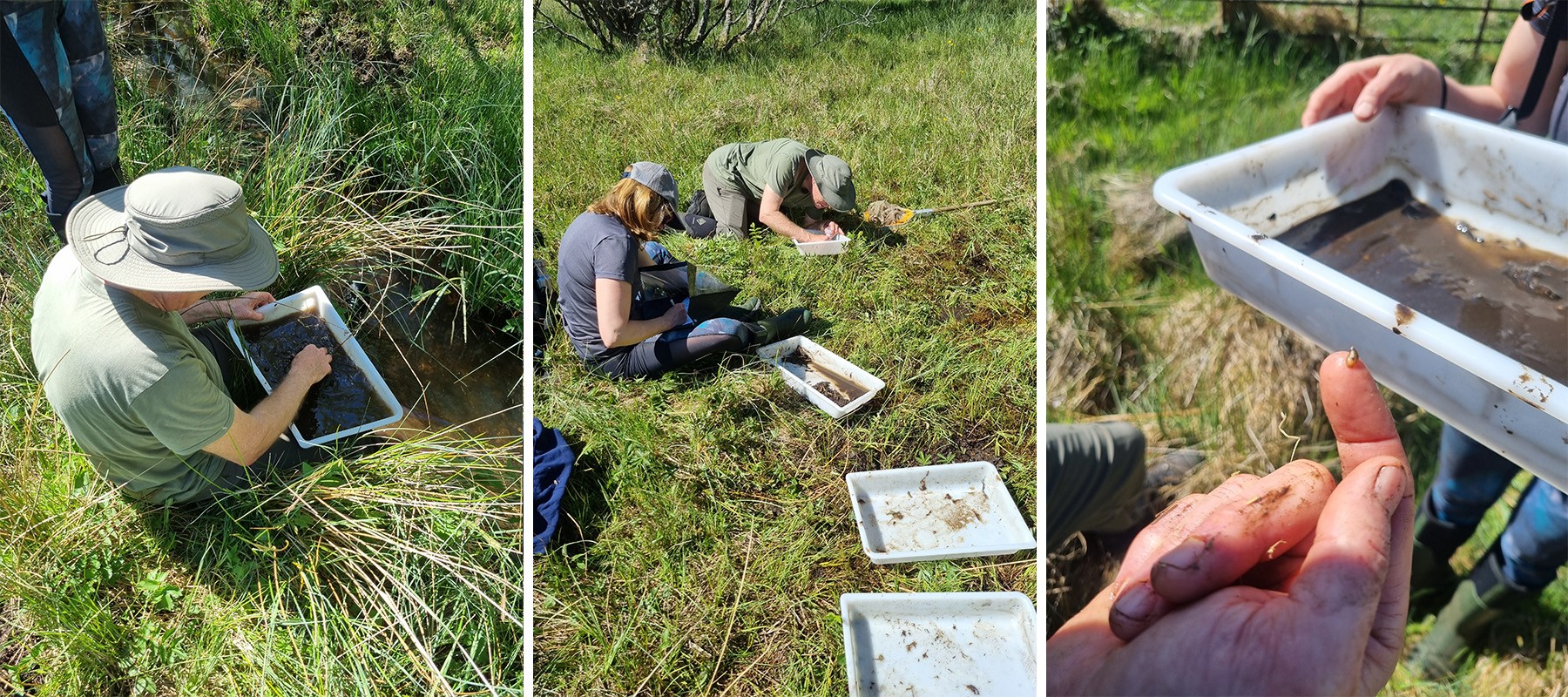 Clive and Helen searching through the mud scoops in their trays and (far right), finding our first snail, a Succineidae probably Oxyloma elegans, a species of amber snail. CREDIT: RZSS