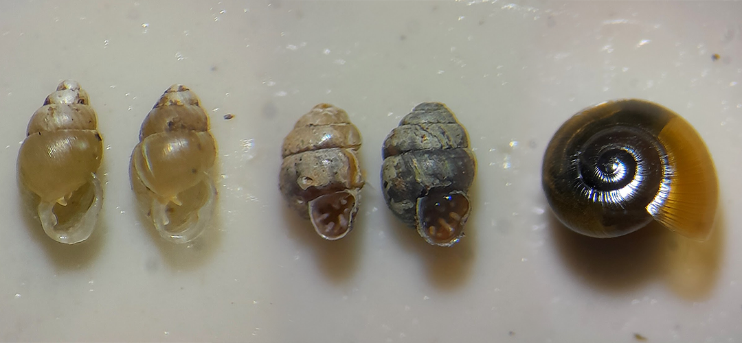 From left to right: herald snail Carychium minimum, marsh whorl snail Vertigo antivertigo and rayed glass snail Nesovitrea hammonis. Photos and species identification: Clive Walton
