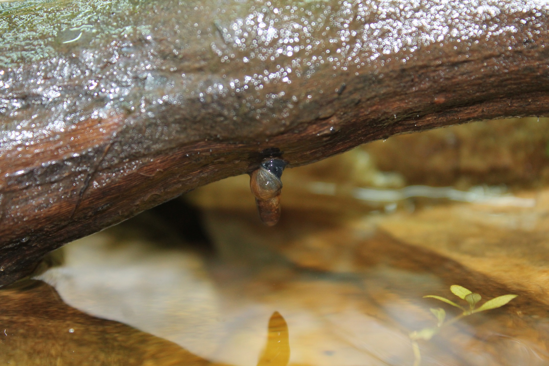 Pond mud snail in wild hanging from branch

IMAGE: Ben Harrower 2015